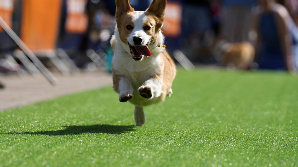 Lithuania's corgi racers run at their own pace 