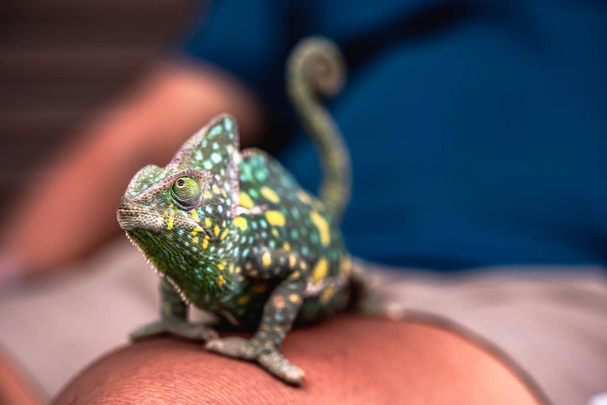  Chameleon sitting on someone's knee. 