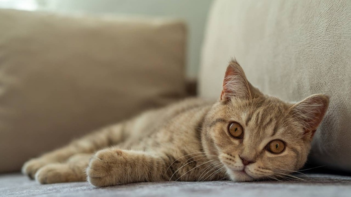 6 Calm Cat Breeds That Are Happy With Less Playtime