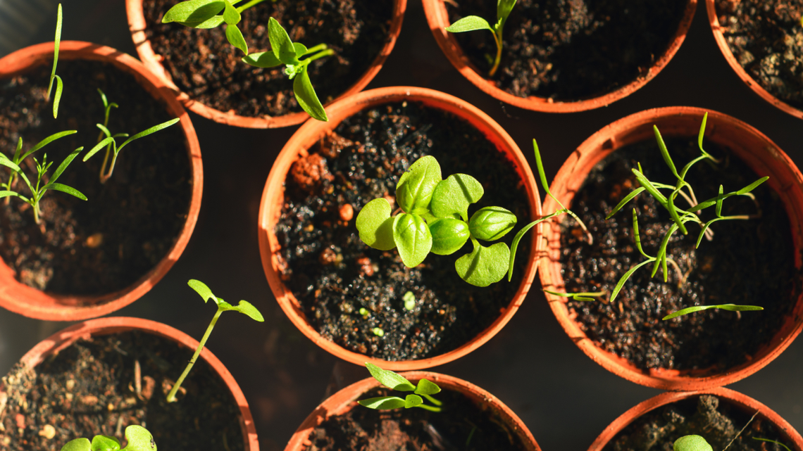 You Don't Need a Garden to Grow Fresh Herbs All Summer Long 