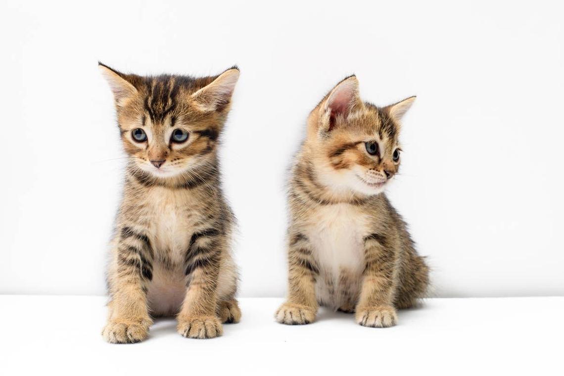  Two cute Bengal kitten who are great pets for October birth months. 