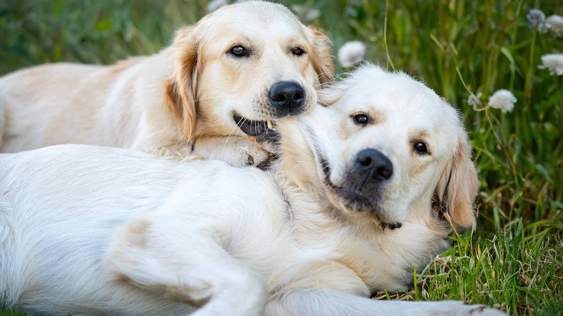 Golden Retriever Has His Dog Girlfriend Over and Immediately Makes It Weird 