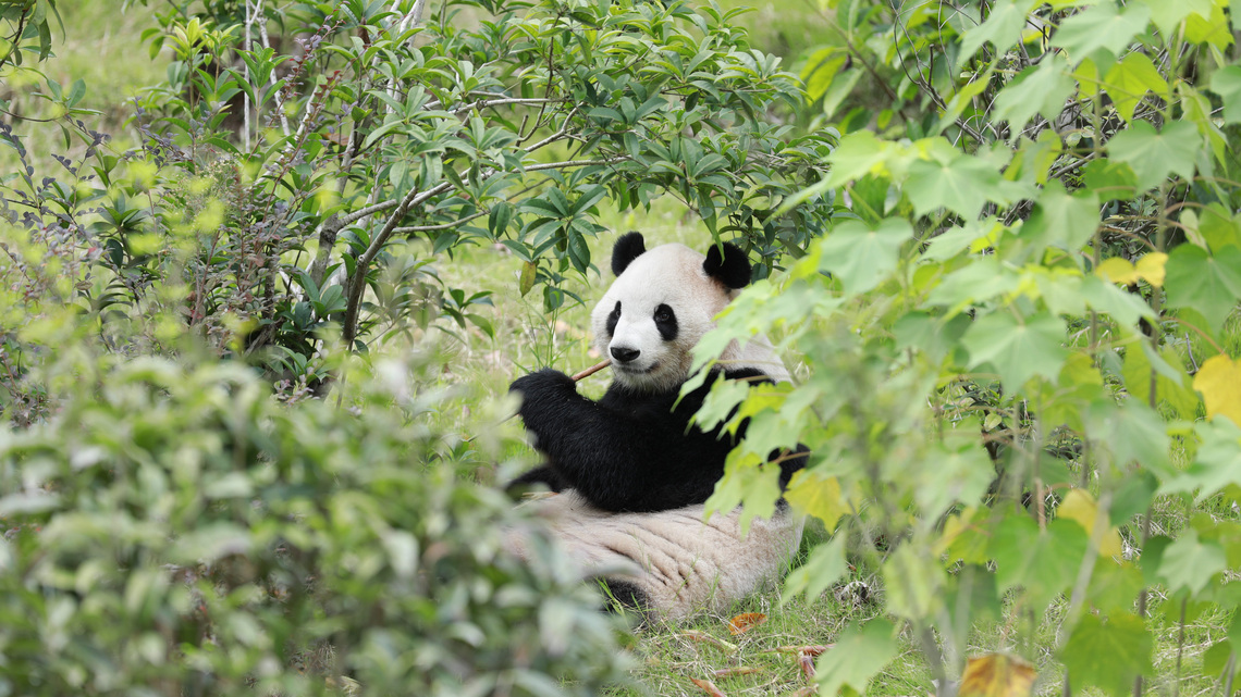 Zoo Atlanta counts down to new panda launch. How are they settling in? 