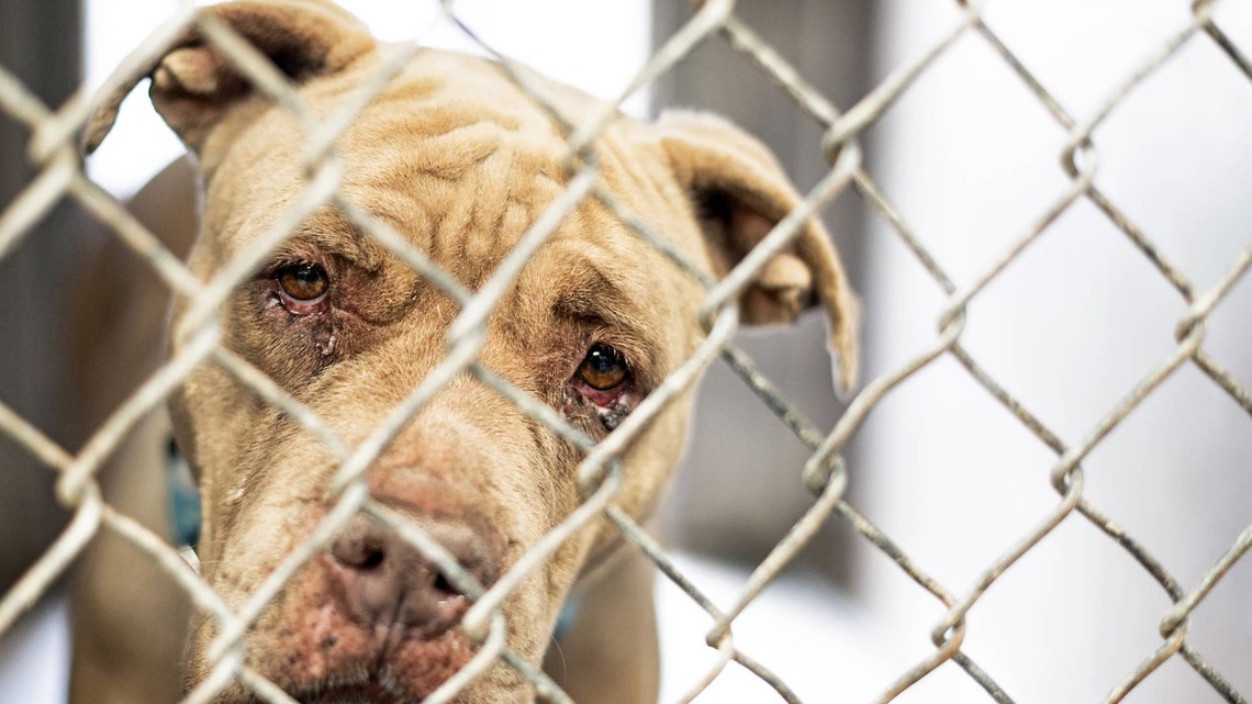 Rescue Pit Bull ‘Comes Back to Life' in Shelter and Dreams of a Forever Home 