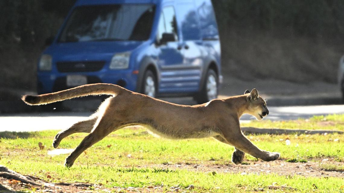 Mountain lion sighting reported in Santa Monica; residents told to stay indoors 
