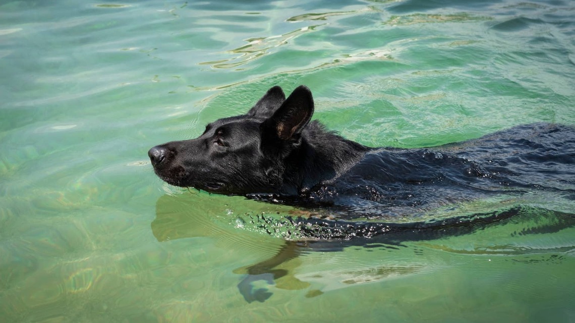 A Dog Drifted 2.5 Miles Into the North Sea - Then a Boat Captain Changed Everything 