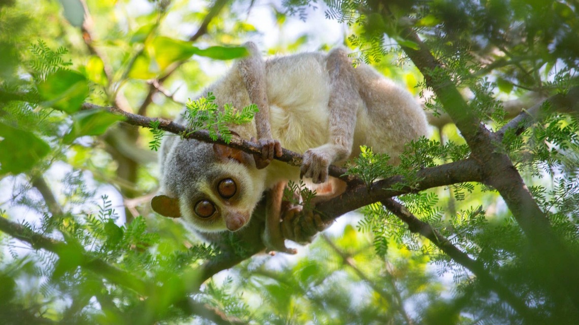 Adorable Venomous Primate Feared Extinct for Nearly 100 Years Has Been Rediscovered 