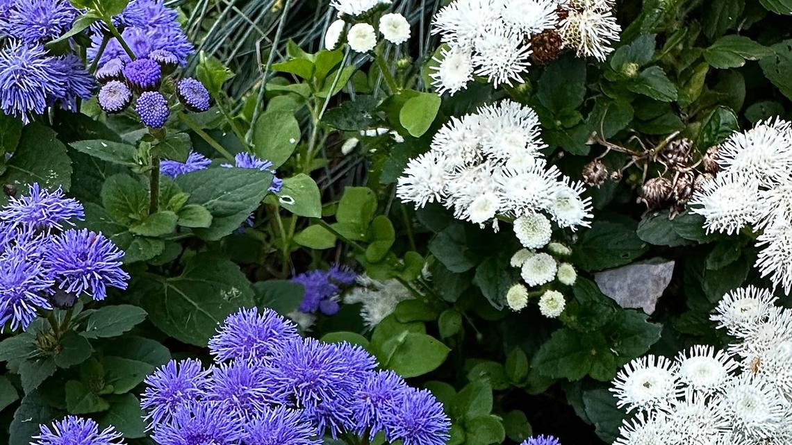 Plant These Now: 10 Full-Sun Annuals That Bloom Fast 