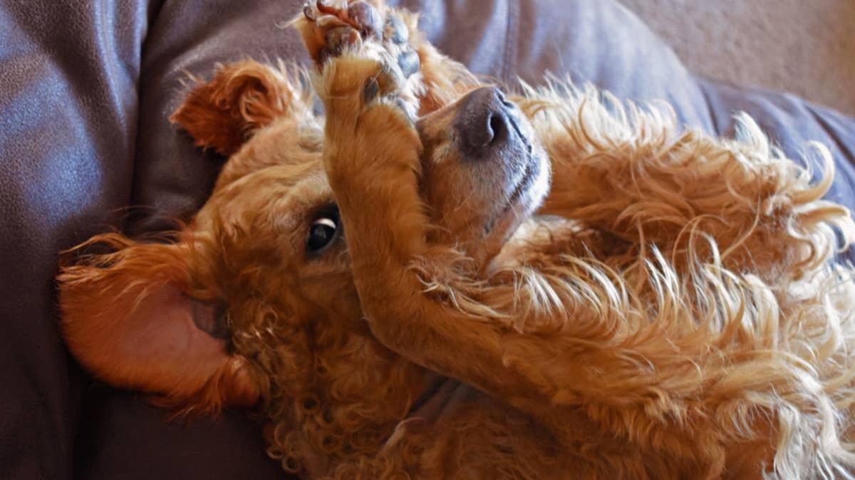 Golden Retriever hiding his face with his front paws.