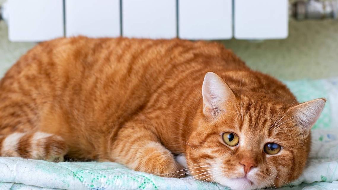 An adorable Orange Cat resting on a blanket. 