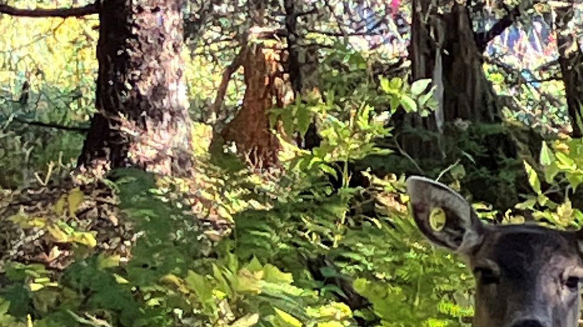 Despite extremely low survival rate, state will move more deer to Kenai Peninsula this fall 