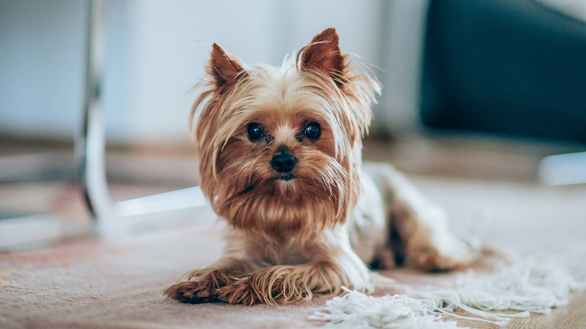 Darling Little 'Gremlin' Foster Dog Is the Most Adorable '10 Pounds of Sass and Joy' 