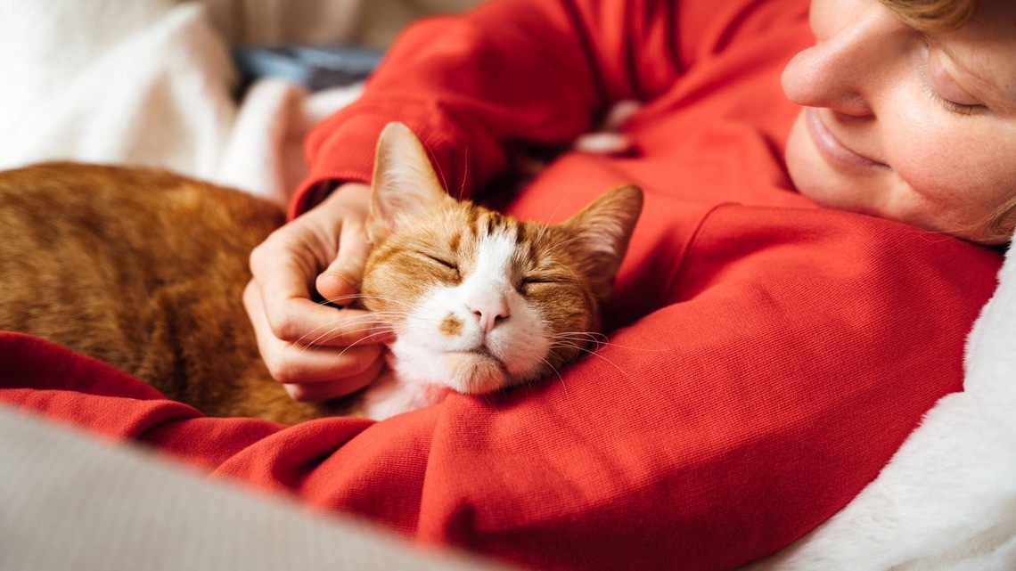 6 Ways Cats Ask for Affection That Owners Often Misread, According to Experts 