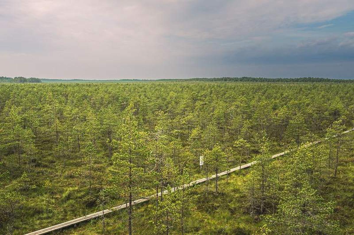  A View Over Alam-Pedja Nature Reserve with Miles of Narrow Board Walks Crossing the Boggy Terrain. Photocredit: Simon Lock/MyEclecticImages 