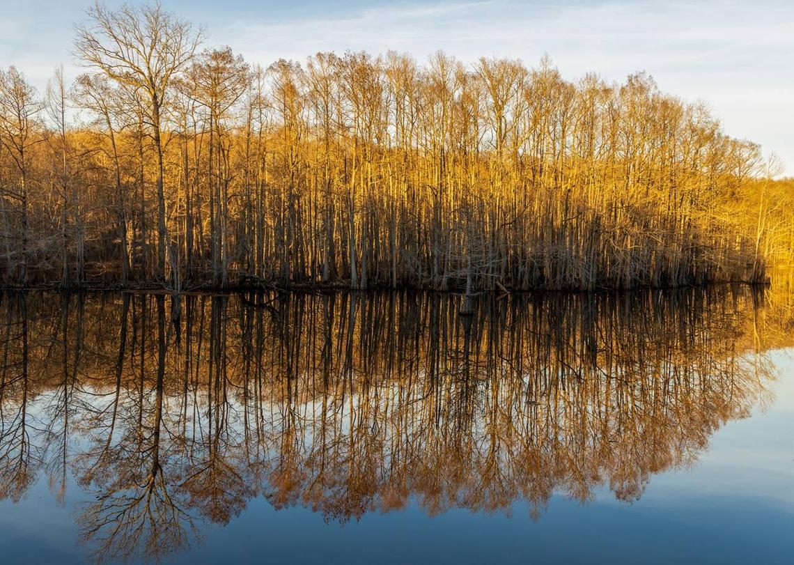  Beautiful cypress trees on Cross Lake, Louisiana. 