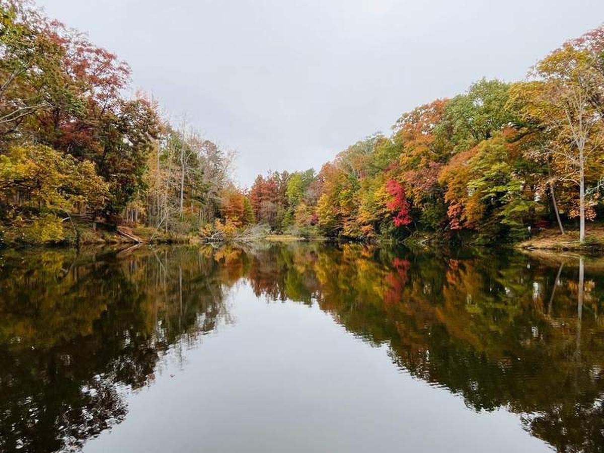  Fall foliage at the Duncan Park watershed. Photo credit: Sarah Burnett 