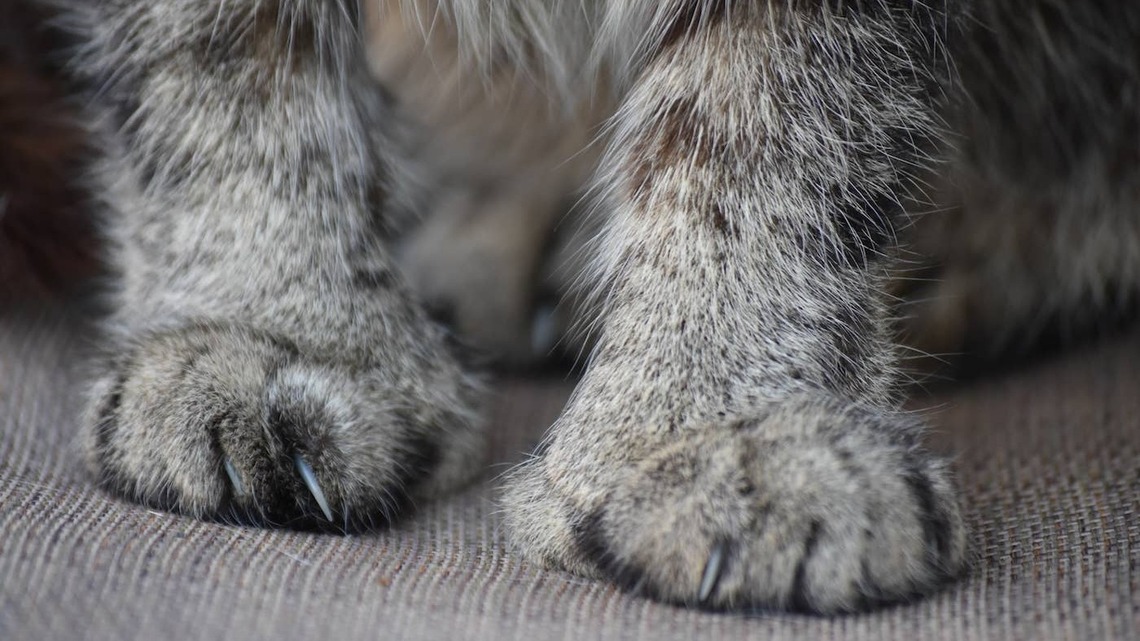 Polydactyl Cat Had to Lose Her Beloved Thumbs, and the Reason Is a Wake-Up Call for Cat Parents 