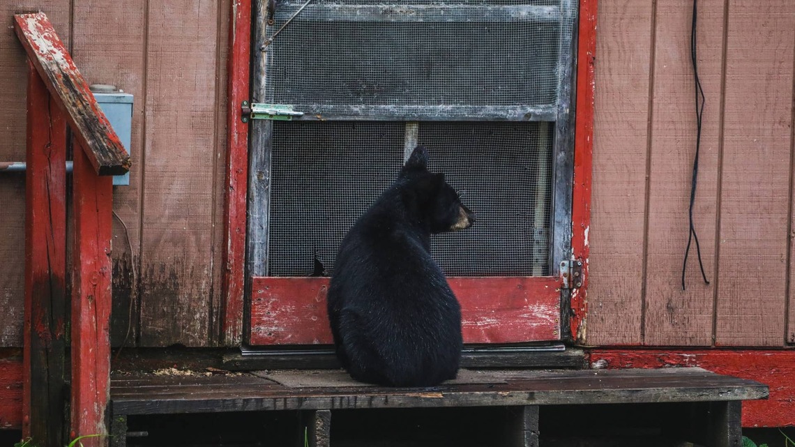 Woman Hears a Noise at Her Window at 2 A.M. and Finds a Bear Trying To Break In 