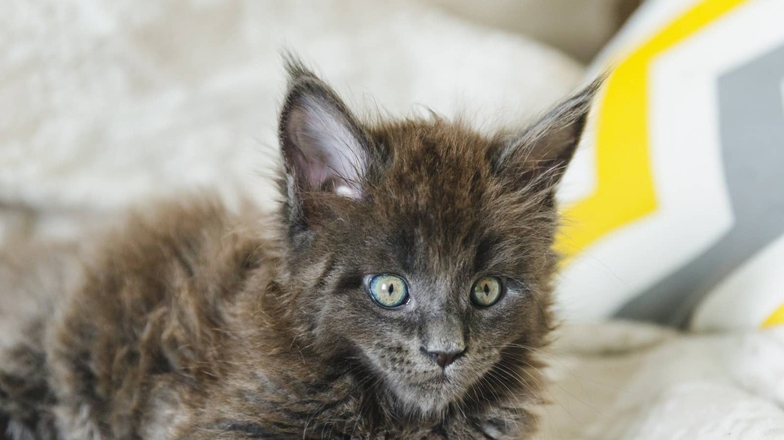 This Record Breaking Maine Coon Has More Toe Beans Than You Can Count 