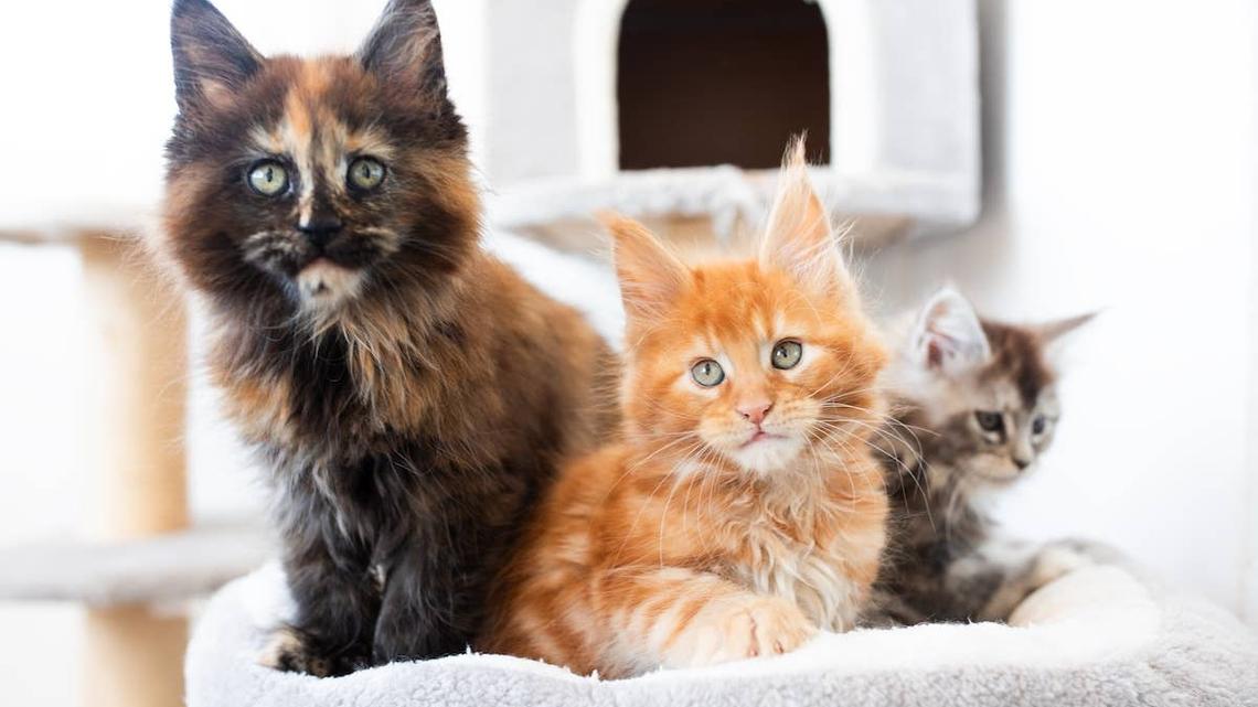Huge Maine Coon Kittens on Their Cat Tree Are Total ‘Disney Villain' Vibes 