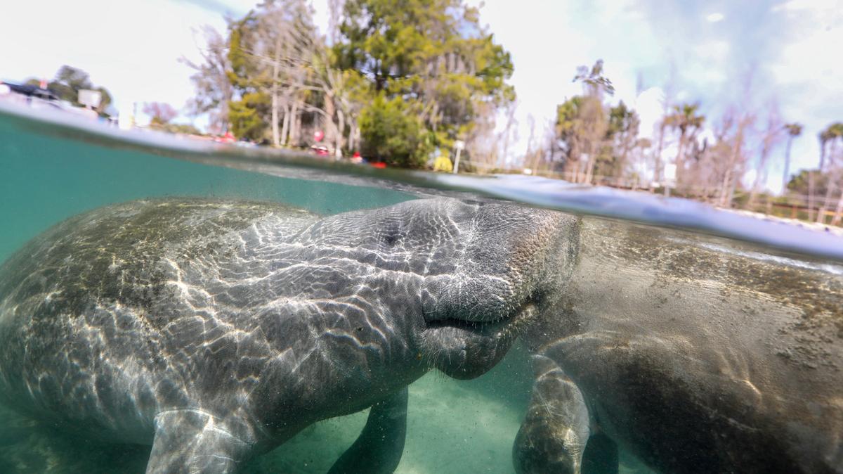 A manatee surfaces for air.