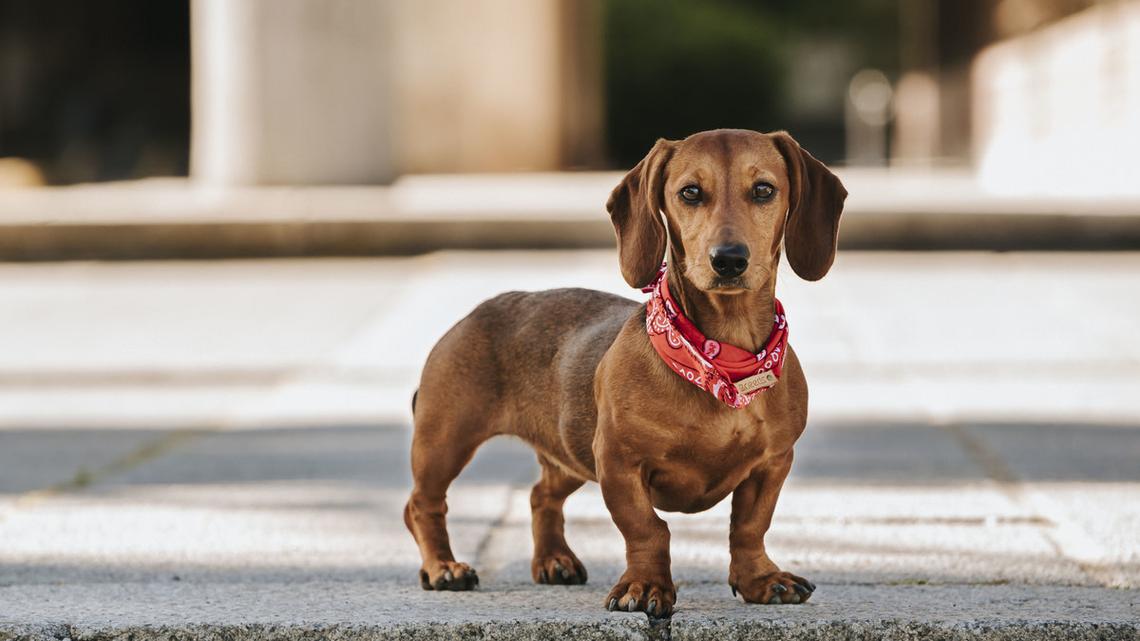 Cashew the Dachshund Opens up His New Hermès Scarf and We're Jealous 