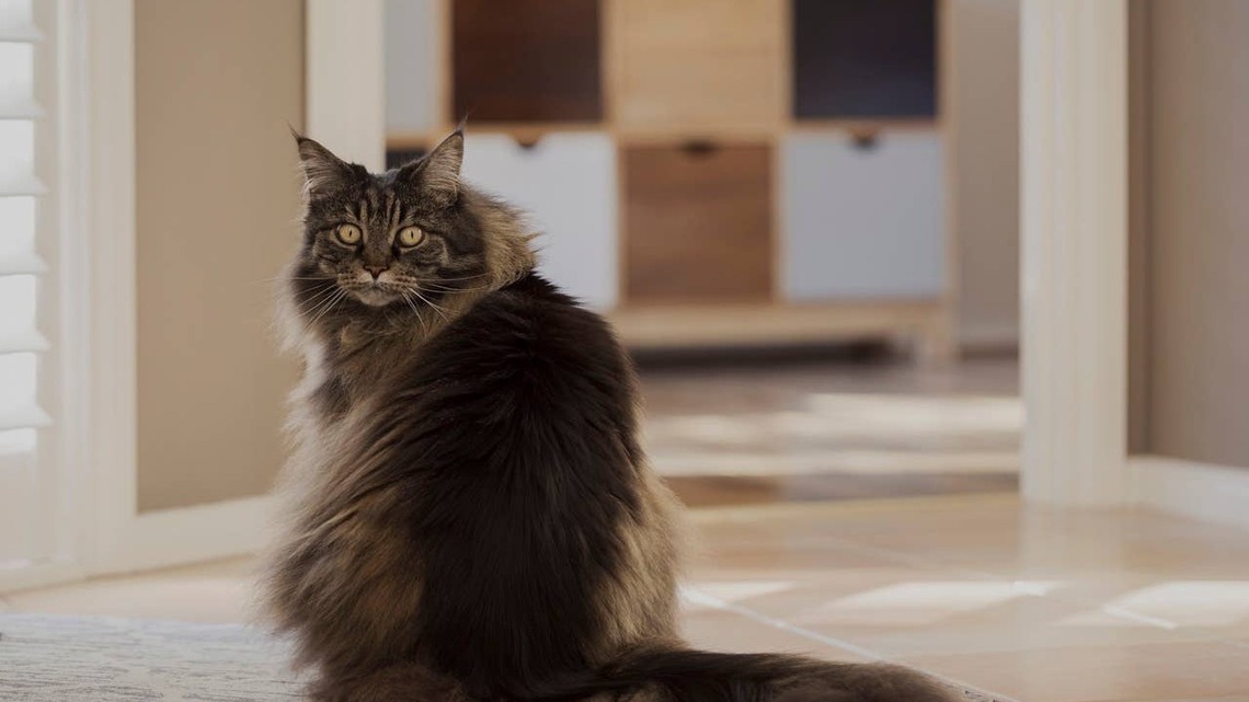 Why Your Cat Turns Their Back on You-and What It Reveals About How They Feel 
