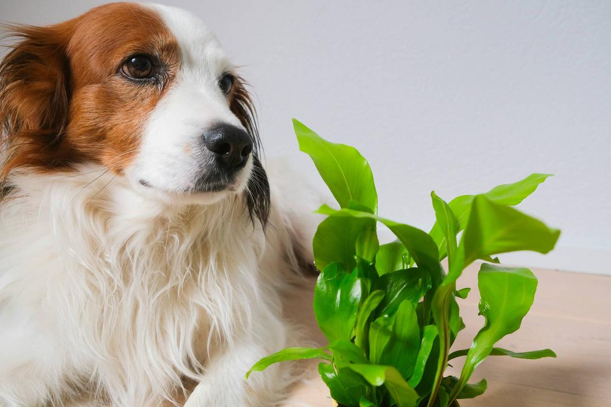 A dog laying down next to a small fern plant.