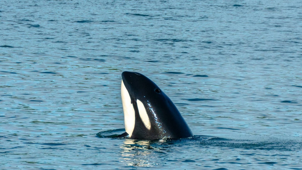 Transient Orca Whale spyhops in Saratoga Passage. 