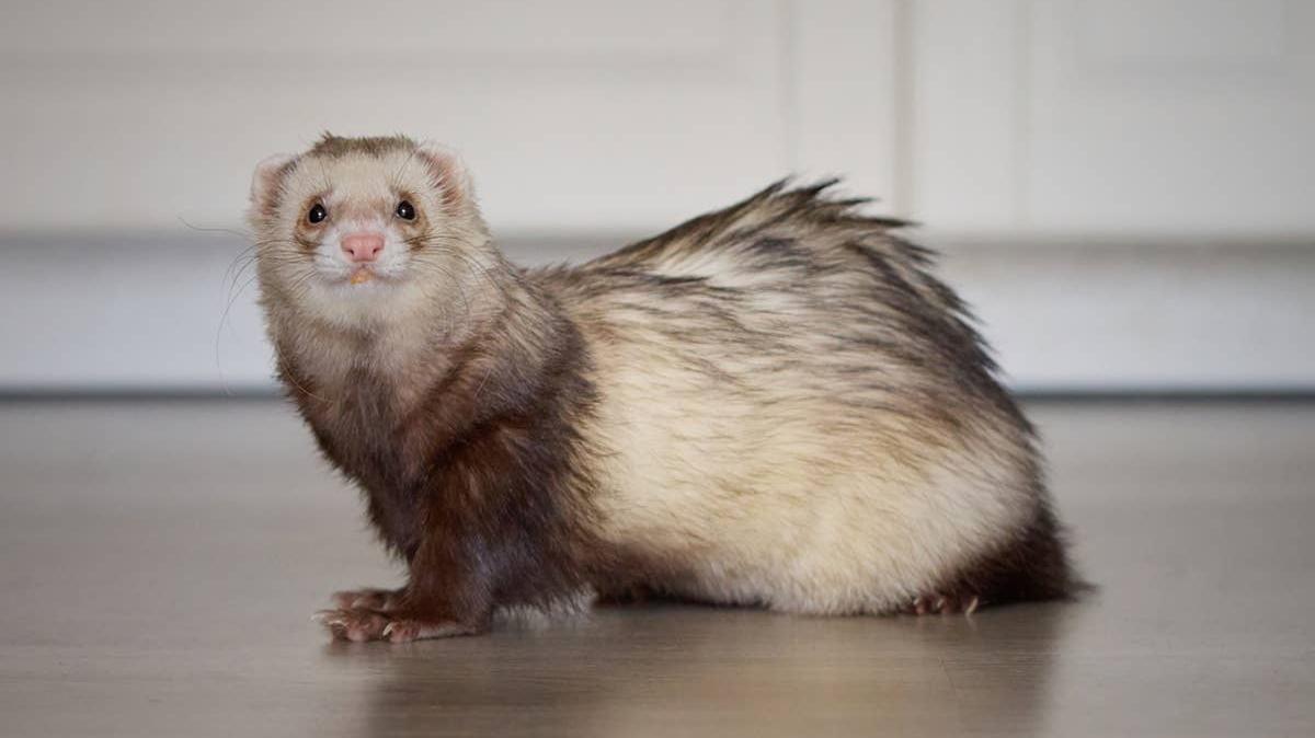 A cute pet ferret walking around. 
