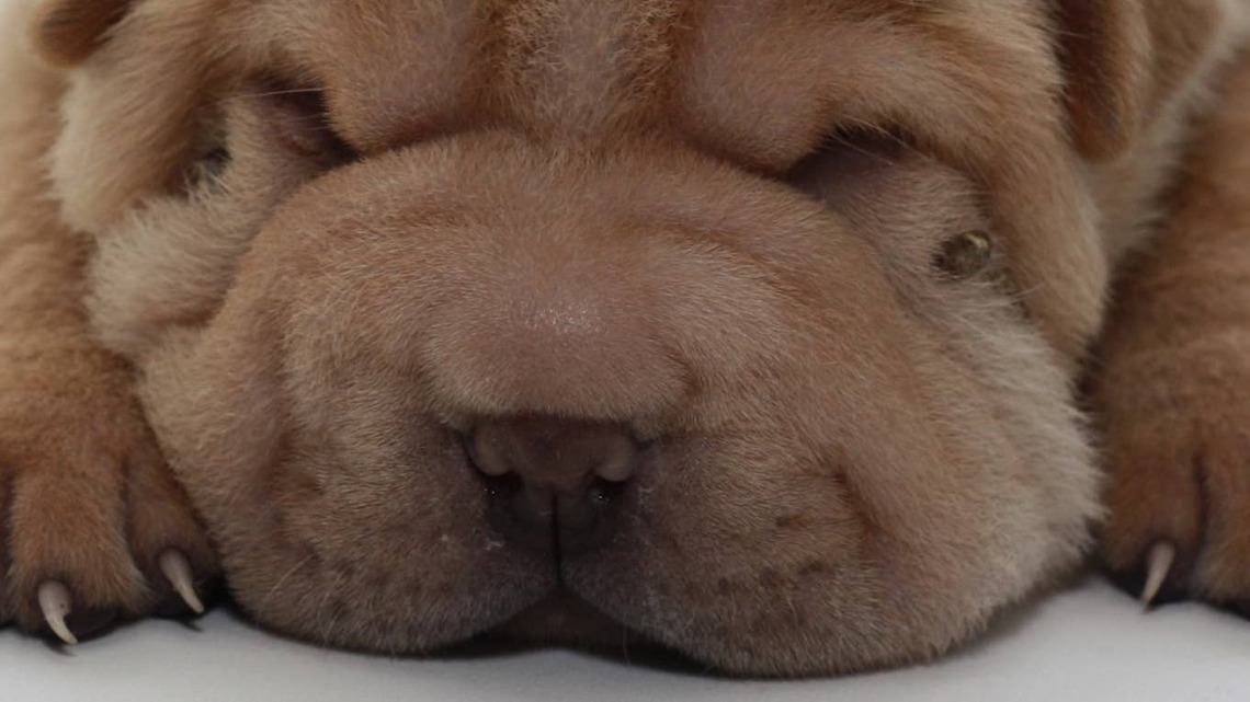 Bear Coat Shar-Pei Is Basically a Wrinkly Marshmallow With Legs 