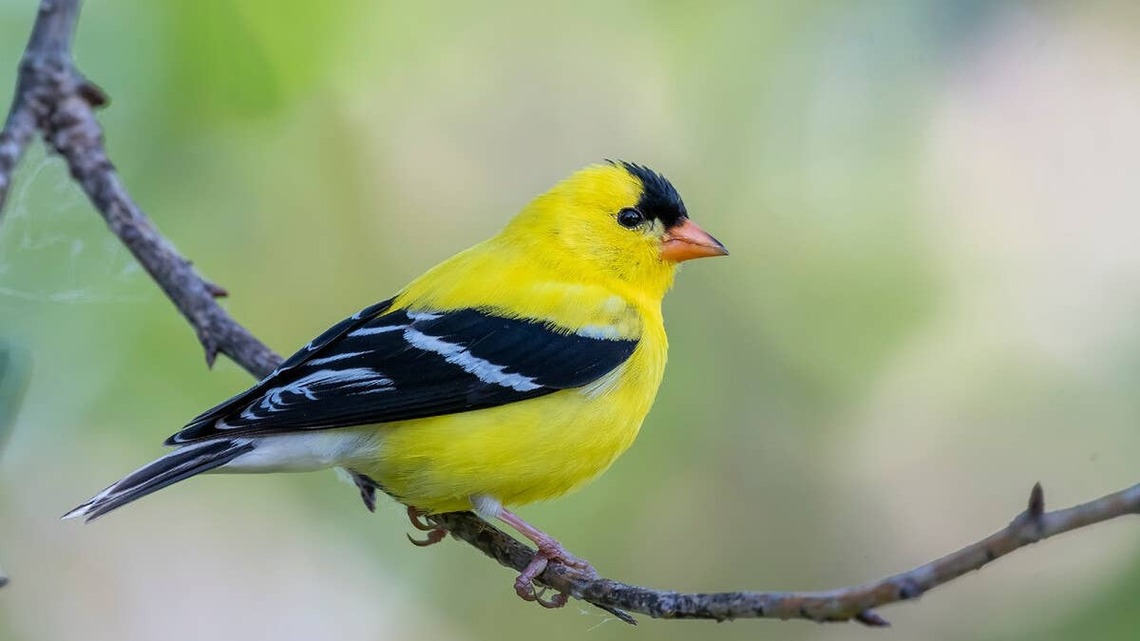If a Goldfinch Keeps Visiting Your Yard, This Is What It Means, According to Experts 