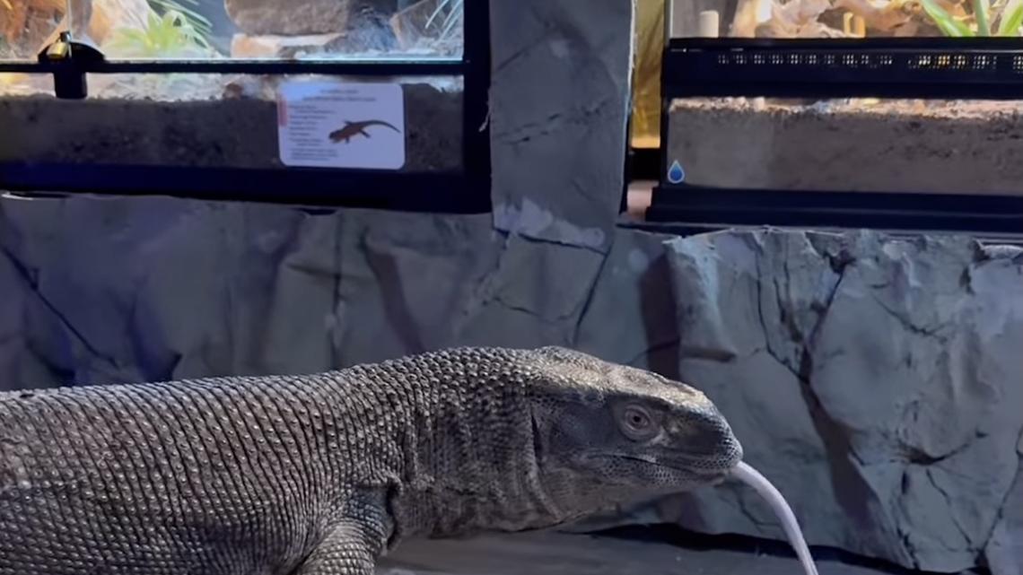Get to Know Big Al, the Giant Lizard Winning Hearts at South Dakota’s Only Reptile Zoo