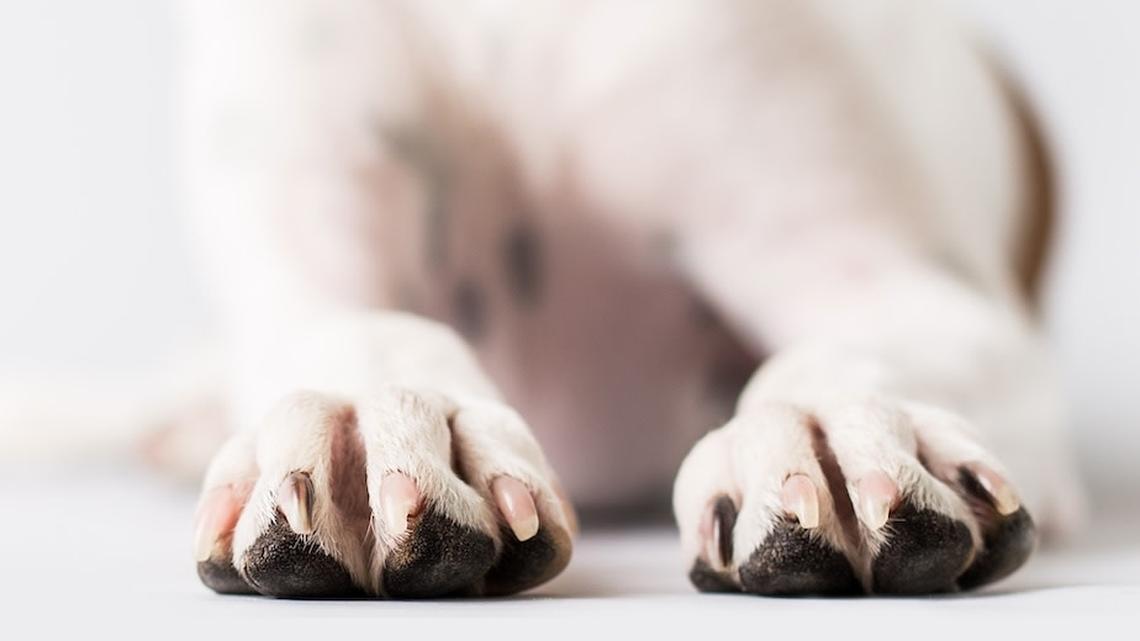 Rare, Pure White German Shepherd Puppy Is Basically a Living Snowball 