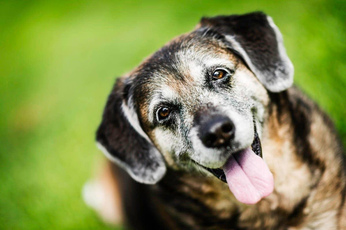  A happy older dog who was adopted.