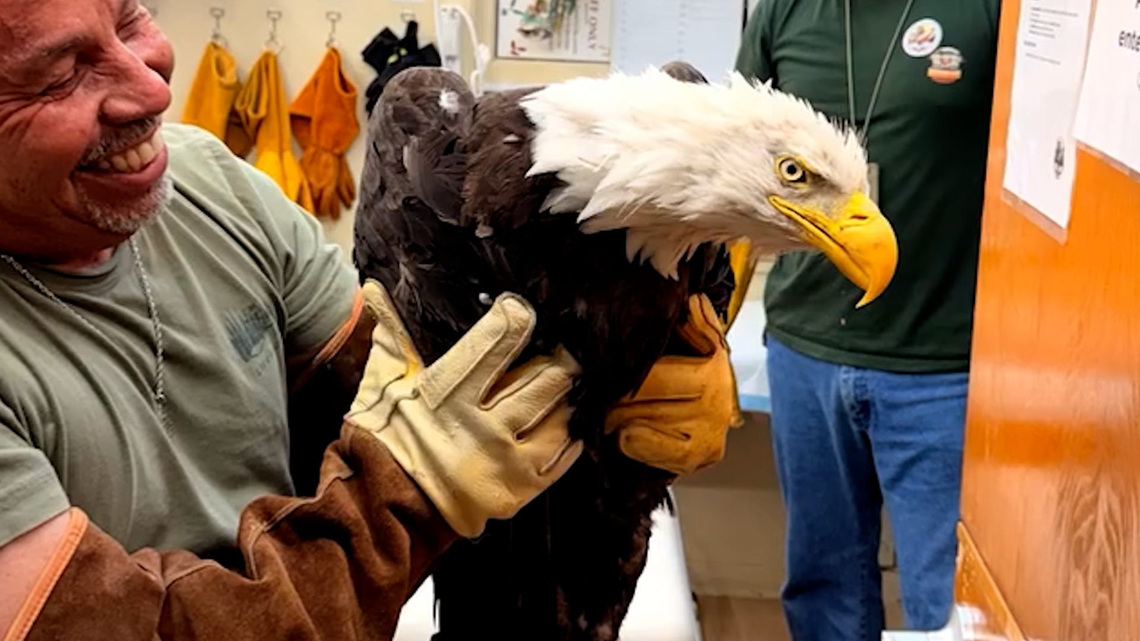 Big Bear Valley's eagle involved in 'altercation' is stable after rescue 