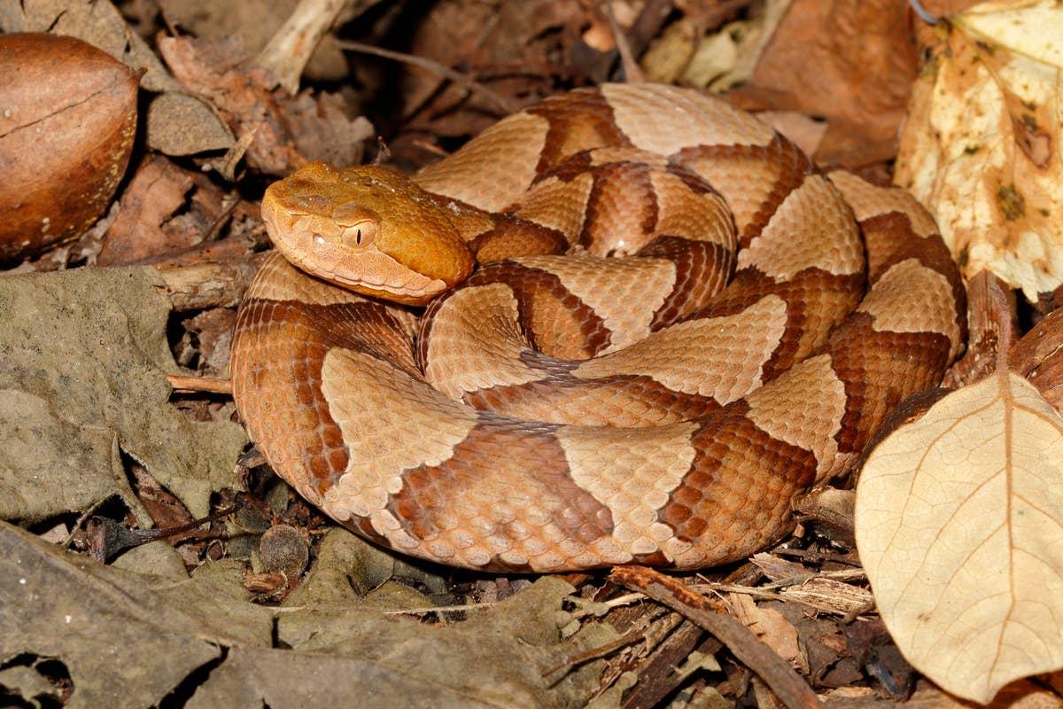  Copperhead camouflage well making them difficult to spot on trails.
