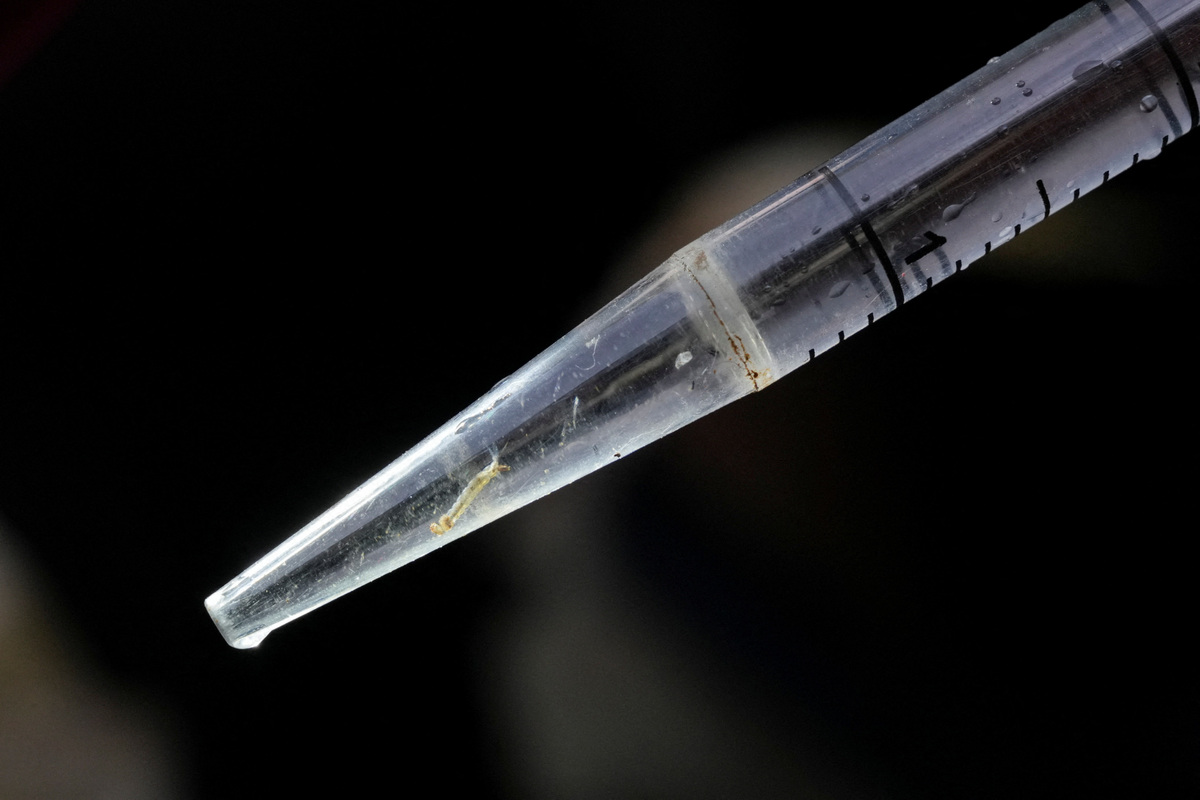 Dengue mosquito larva inside a pipette tube after being collected during an inspection of houses in Colombo, Sri Lanka, June 19, 2026. REUTERS/Thilina Kaluthotage