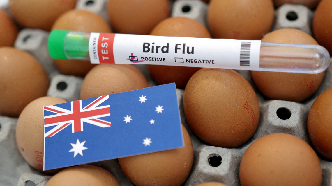 Australia ramps up bird flu testing as Papua New Guinea blocks poultry imports after confirmed cases 