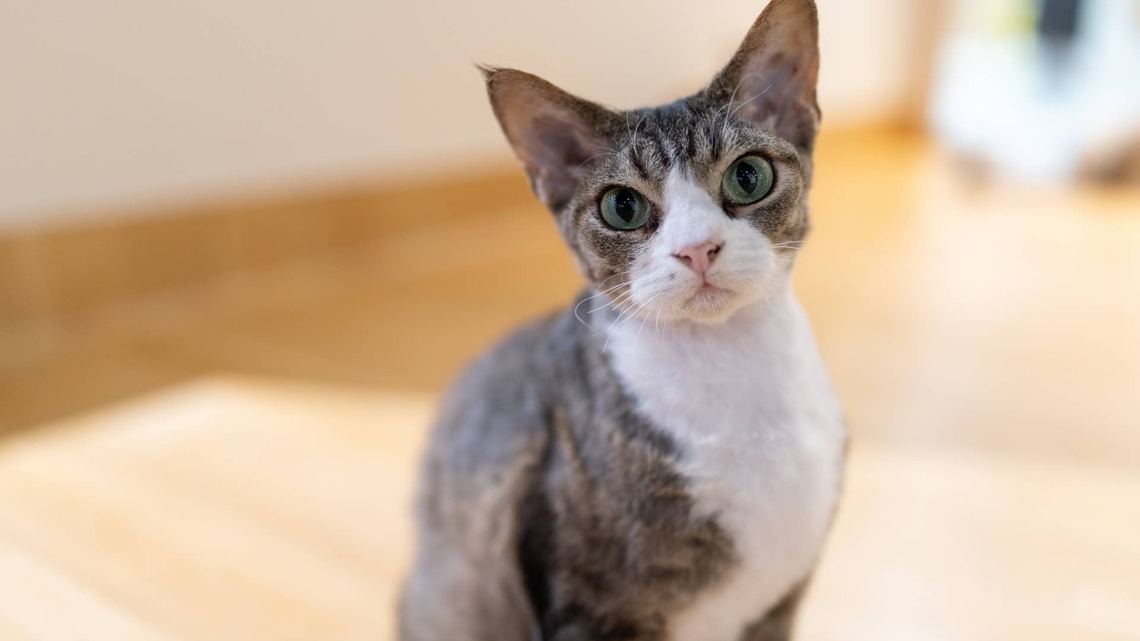 Devon Rex Cat and Poodle Prove the Best Friendships Come Unexpectedly 