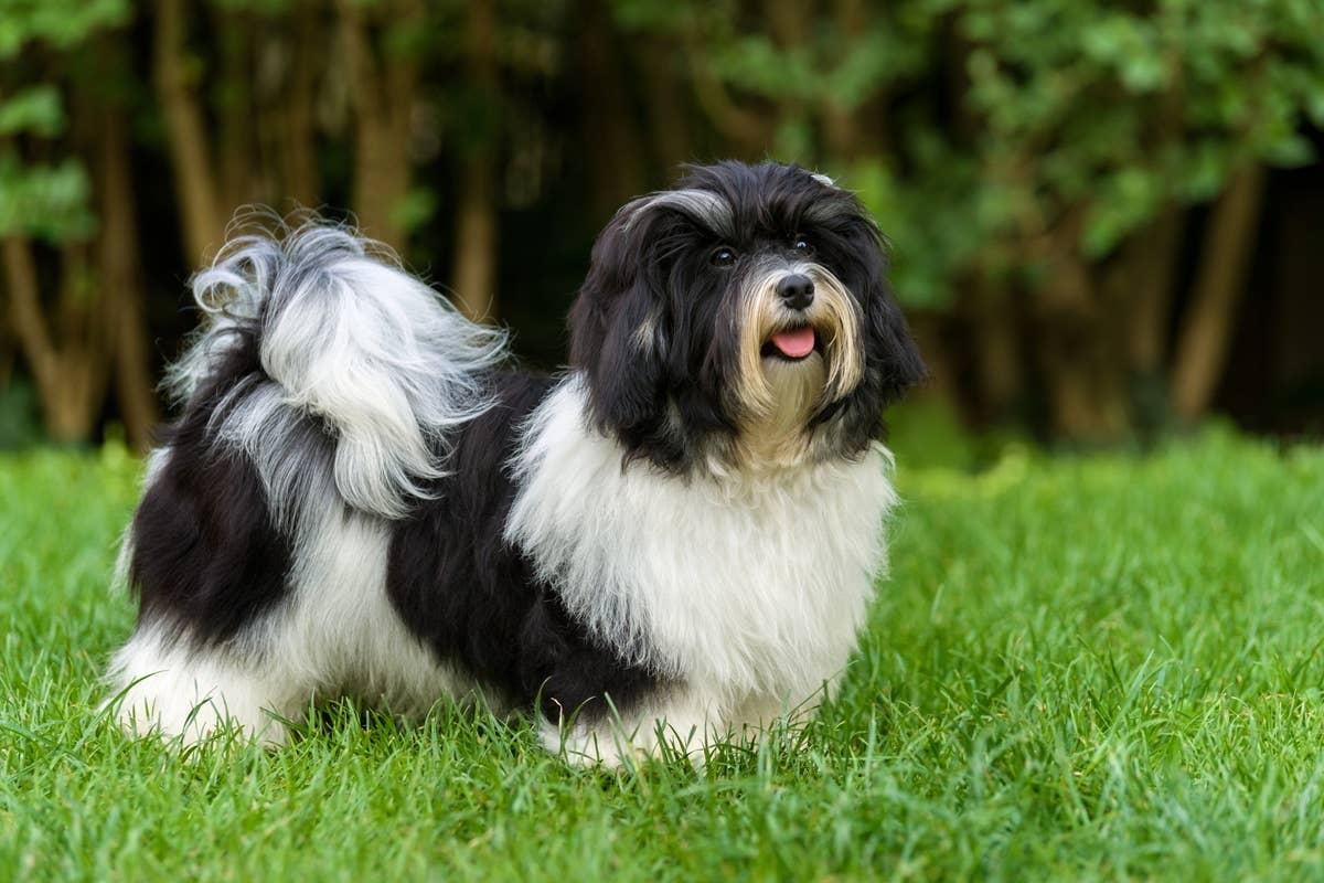  A happy black and white Havanese dog standing in the grass.