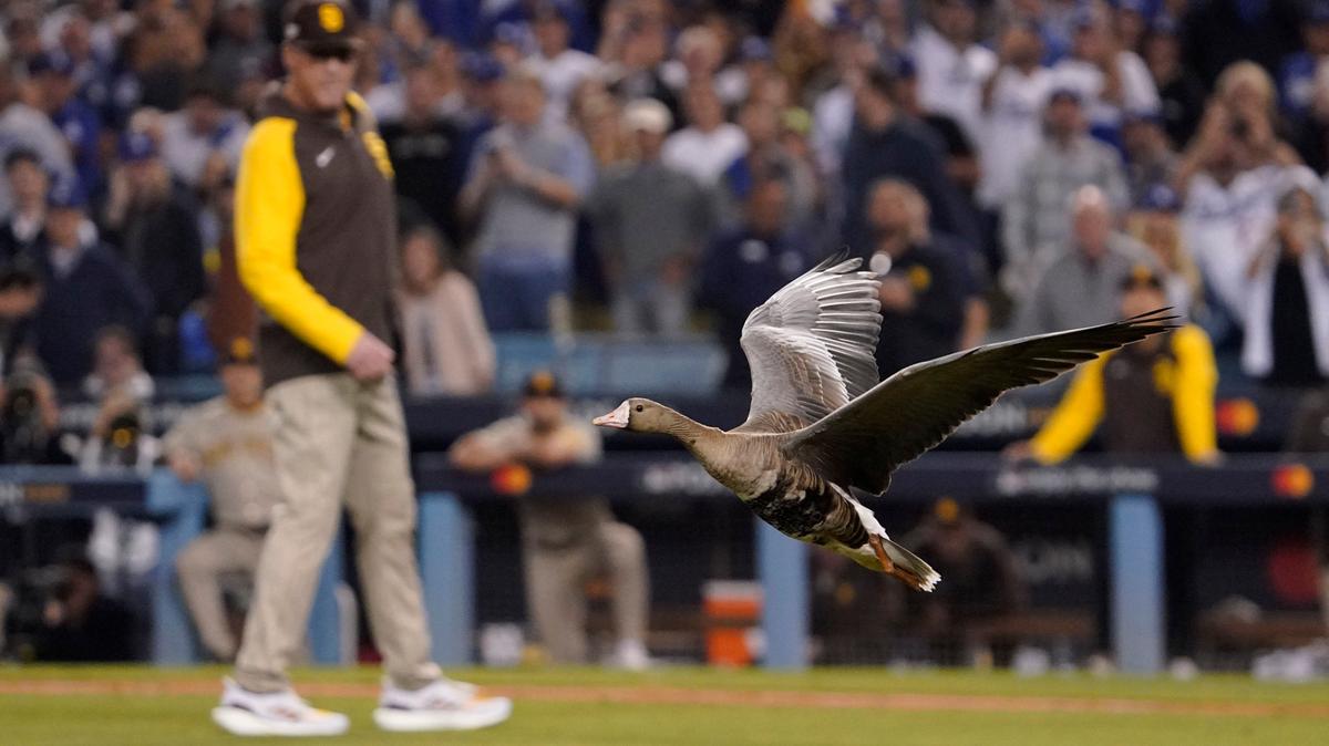 A goose takes flight over the infield during the eighth inning in Game 2 of a baseball NL Division Series between the Los Angeles Dodgers and the San Diego Padres, Wednesday, Oct. 12, 2022, in Los Angeles. (AP Photo/Mark J. Terrill)