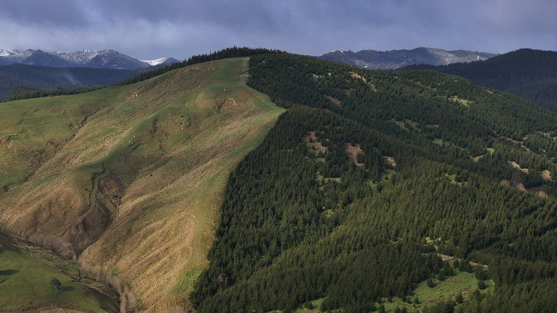 A carbon-credit land rush is hollowing out New Zealand farm country 