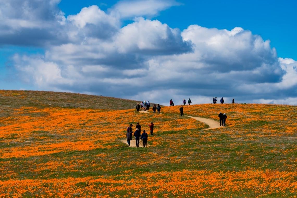 If you’re road-tripping from LA to Sequoia National Park in the spring on a family vacation with teens, stop for a walk among the California poppies. Photo credit: Brian Baer, courtesy of Antelope Valley California Poppy Nature Reserve 