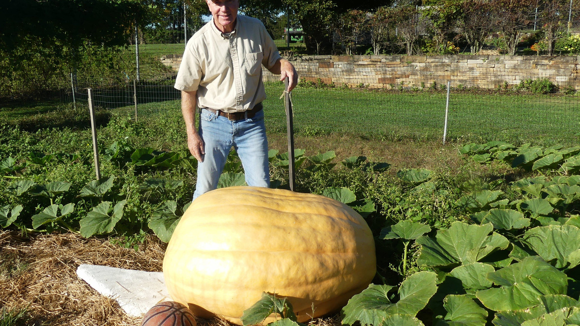 Giant pumpkins grow at Adena mansion and Gardens