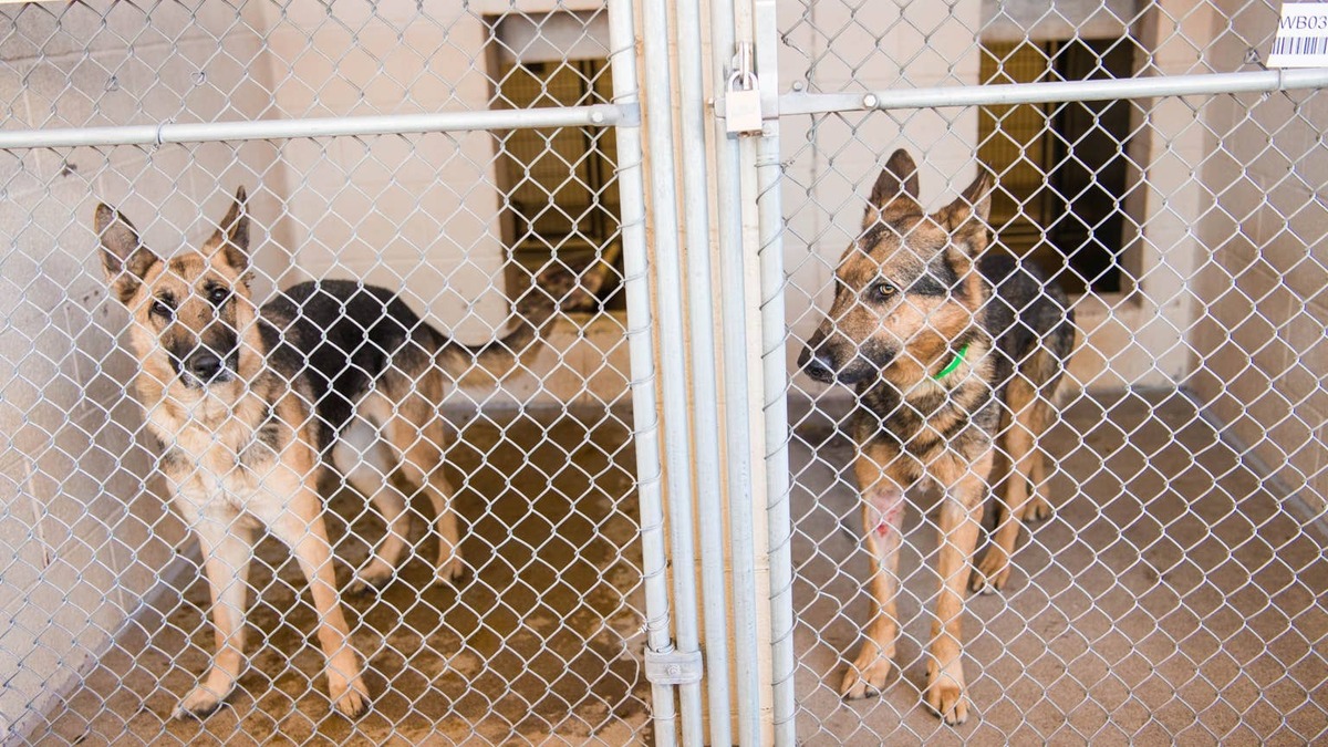 Two German Shepherds in kennels.