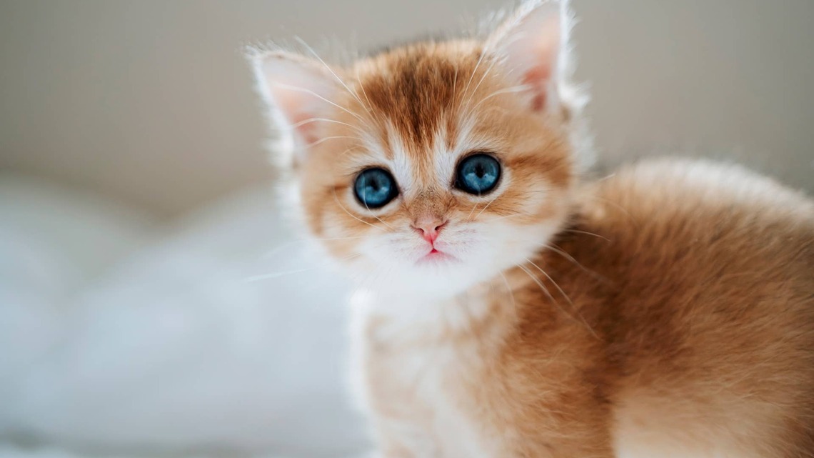 Orange Tabby Kitten Keeps Losing Toys Under the Couch and Can't Solve the Mystery 