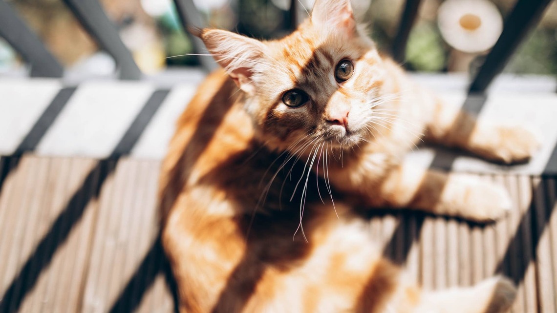 Cat ‘Becomes More Orange' in Autumn and Turns Into the Perfect Toasted Loaf 