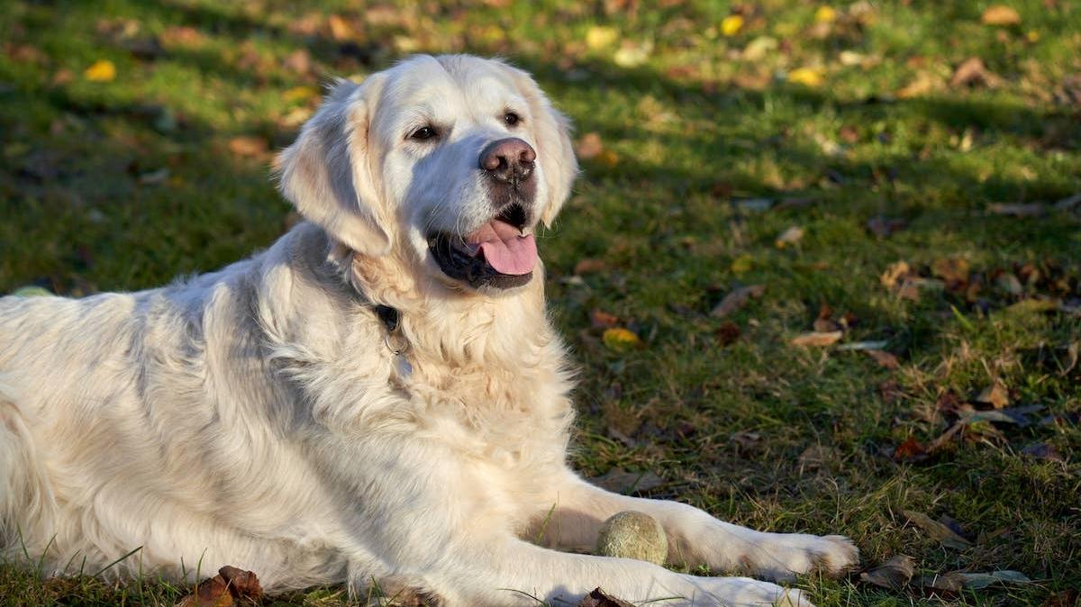 A senior Retriever dog with a ball between their paws. 