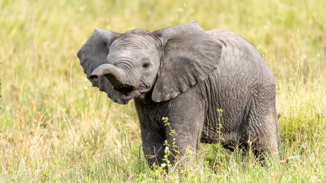 Fearless Baby Elephant Tries 'Charging' Safari Vehicle in South Africa-and It Couldn't Be Cuter 